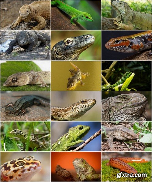 Collection of beautiful lizards planet 25 UHQ Jpeg