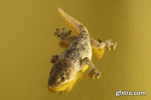 Collection of beautiful lizards planet 25 UHQ Jpeg