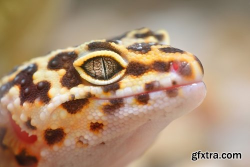 Collection of beautiful lizards planet 25 UHQ Jpeg