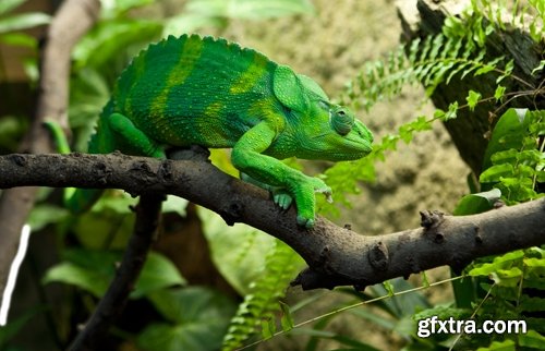 Collection of beautiful lizards planet 25 UHQ Jpeg