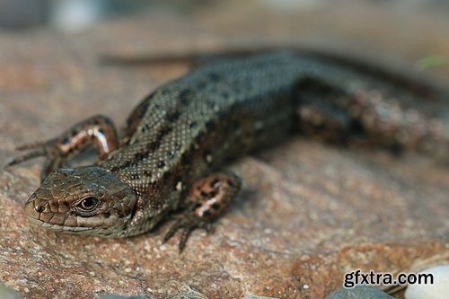 Collection of beautiful lizards planet 25 UHQ Jpeg