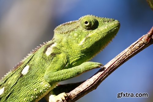 Collection of beautiful lizards planet 25 UHQ Jpeg