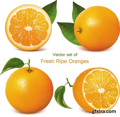 Orange Vectors 34xEPS