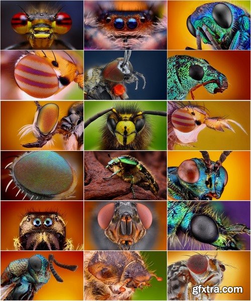 Collection of different beautiful insects 25 UHQ Jpeg