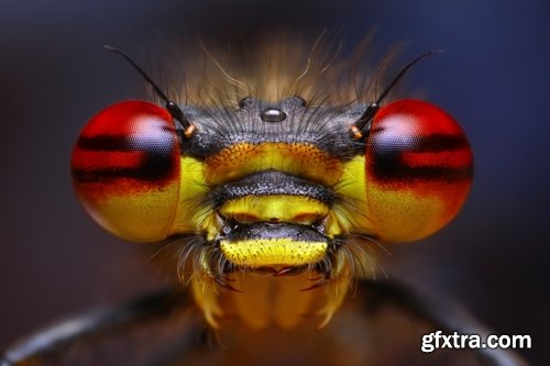 Collection of different beautiful insects 25 UHQ Jpeg