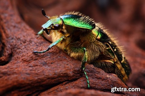 Collection of different beautiful insects 25 UHQ Jpeg