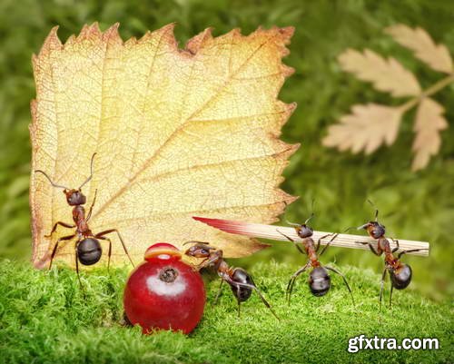 Ant Tales 2 - Conceptual Photo Art 25xJPG