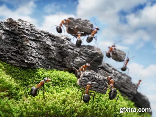 Ant Tales 2 - Conceptual Photo Art 25xJPG