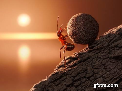 Ant Tales 2 - Conceptual Photo Art 25xJPG