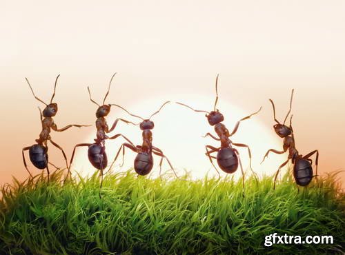 Ant Tales 2 - Conceptual Photo Art 25xJPG