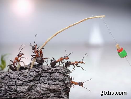 Ant Tales 2 - Conceptual Photo Art 25xJPG