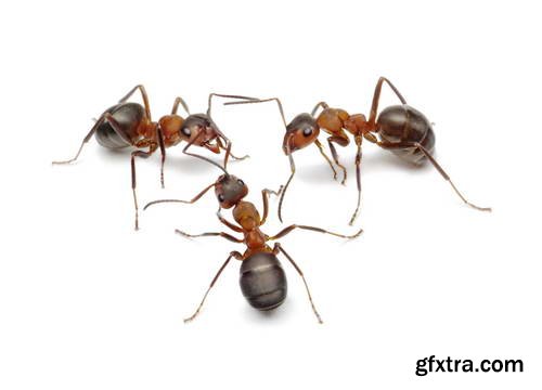 Ant Tales 2 - Conceptual Photo Art 25xJPG