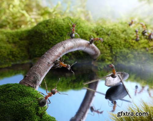 Ant Tales 2 - Conceptual Photo Art 25xJPG