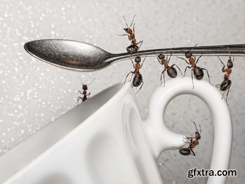 Ant Tales 2 - Conceptual Photo Art 25xJPG