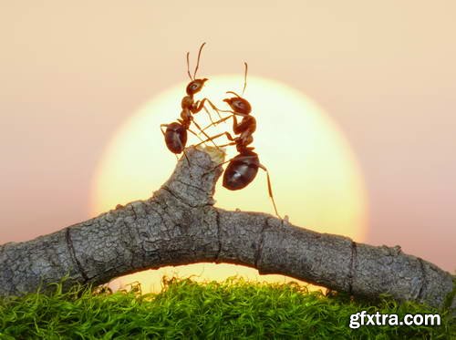 Ant Tales 2 - Conceptual Photo Art 25xJPG