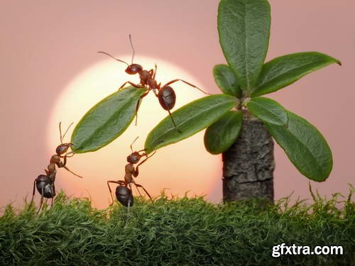 Ant Tales 2 - Conceptual Photo Art 25xJPG