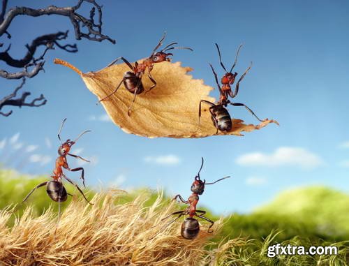 Ant Tales 2 - Conceptual Photo Art 25xJPG