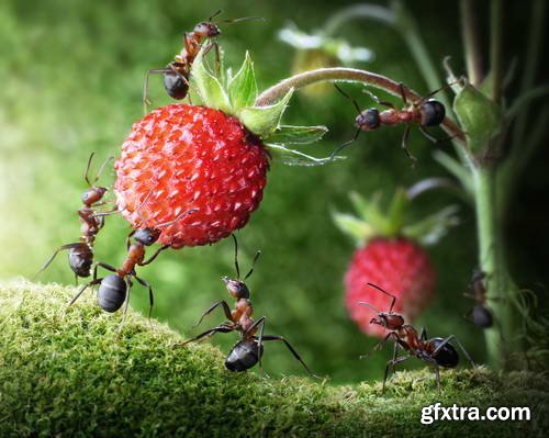 Ant Tales 2 - Conceptual Photo Art 25xJPG