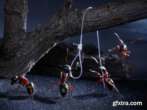 Ant Tales 2 - Conceptual Photo Art 25xJPG