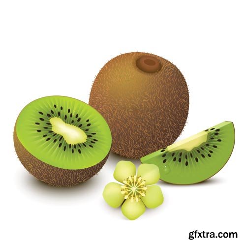 Kiwi Vectors 25xEPS