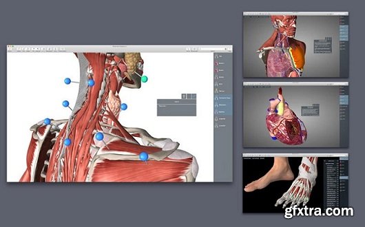 Essential Anatomy 4.1.0 (Mac OS X)