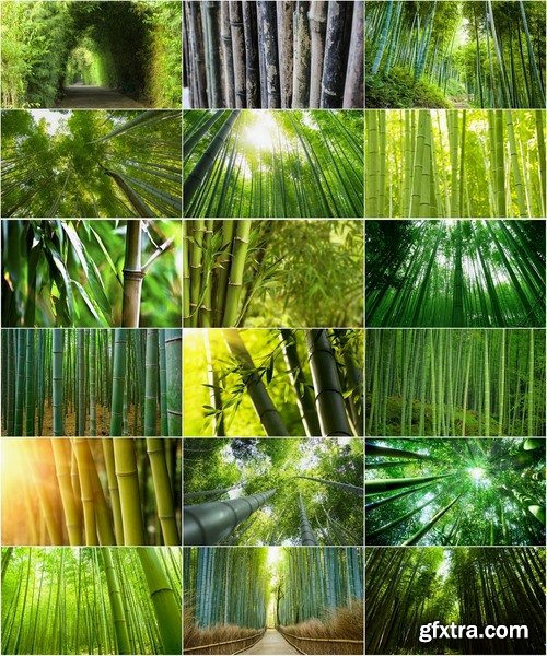 Collection of beautiful bamboo thickets 25 UHQ Jpeg