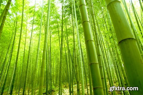 Collection of beautiful bamboo thickets 25 UHQ Jpeg