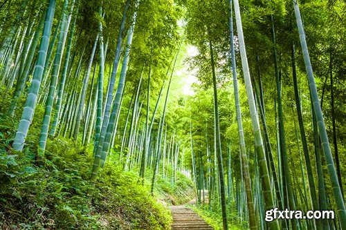 Collection of beautiful bamboo thickets 25 UHQ Jpeg