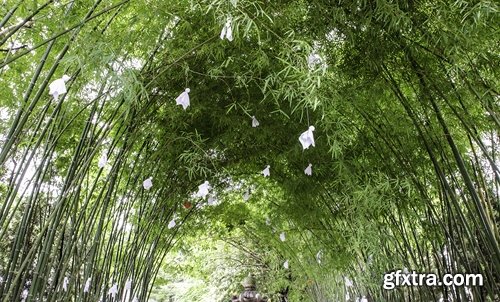 Collection of beautiful bamboo thickets 25 UHQ Jpeg