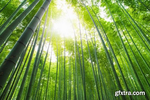 Collection of beautiful bamboo thickets 25 UHQ Jpeg