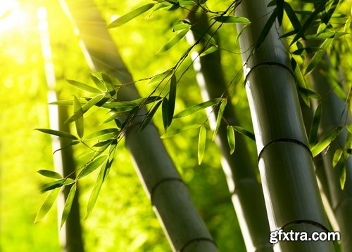 Collection of beautiful bamboo thickets 25 UHQ Jpeg