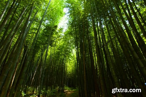 Collection of beautiful bamboo thickets 25 UHQ Jpeg