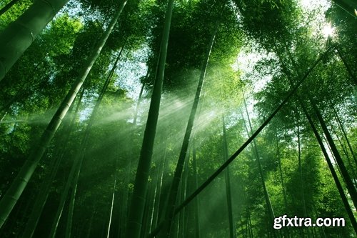 Collection of beautiful bamboo thickets 25 UHQ Jpeg