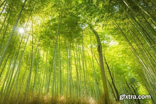 Collection of beautiful bamboo thickets 25 UHQ Jpeg