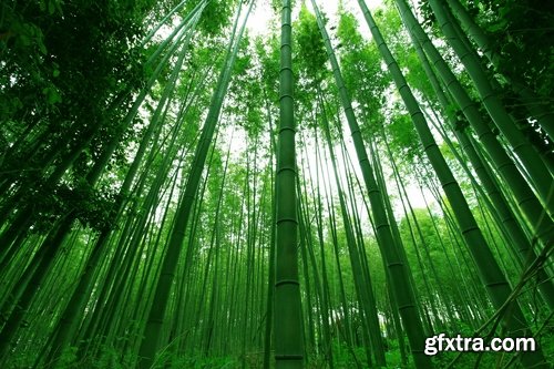 Collection of beautiful bamboo thickets 25 UHQ Jpeg