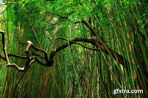 Collection of beautiful bamboo thickets 25 UHQ Jpeg