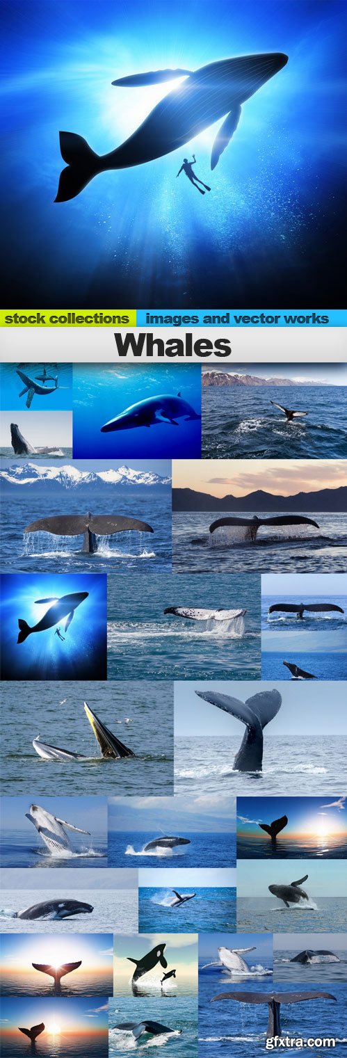 Whales,25 x UHQ JPEG