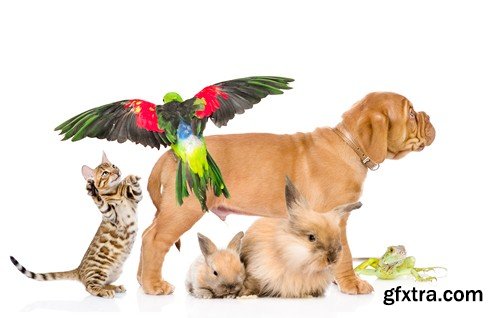 Stock Photos - Pets, 25xJPG