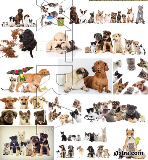 Stock Photos - Pets, 25xJPG