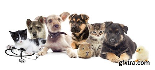 Stock Photos - Pets, 25xJPG