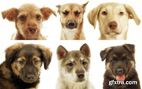 Stock Photos - Pets, 25xJPG