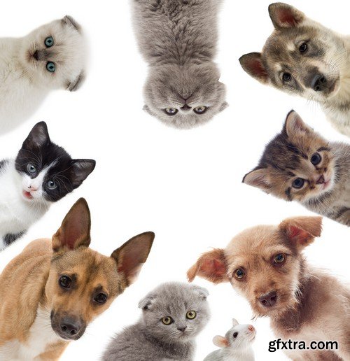 Stock Photos - Pets, 25xJPG