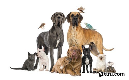 Stock Photos - Pets, 25xJPG