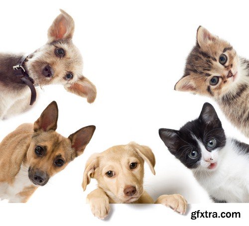 Stock Photos - Pets, 25xJPG