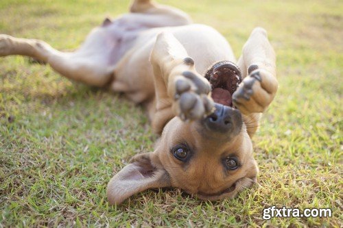 Stock Photos - Pets, 25xJPG