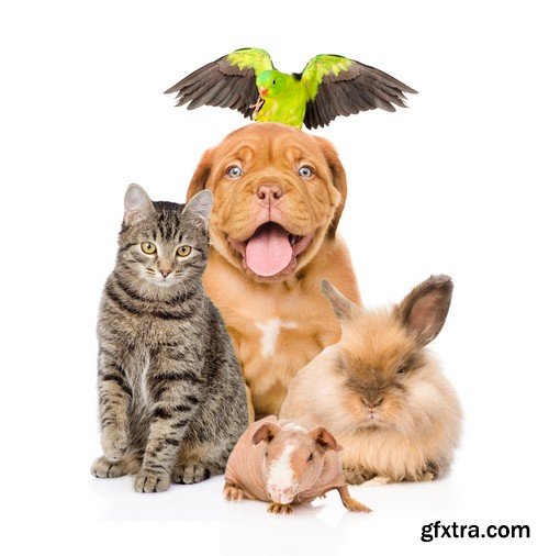 Stock Photos - Pets, 25xJPG