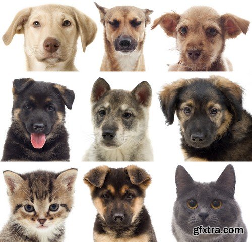 Stock Photos - Pets, 25xJPG