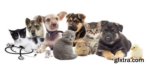 Stock Photos - Pets, 25xJPG