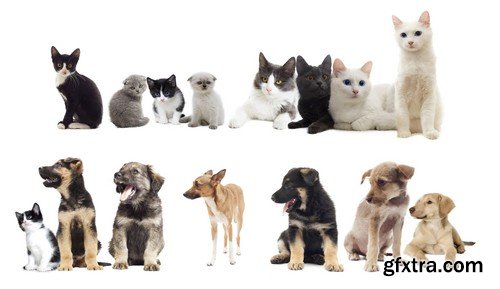 Stock Photos - Pets, 25xJPG