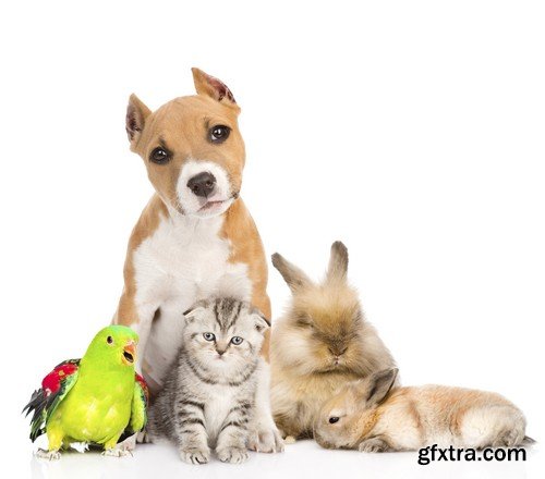 Stock Photos - Pets, 25xJPG